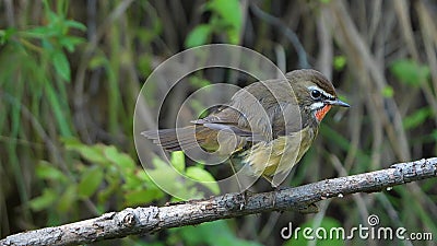 Siberian Rubythroat Stock Photo