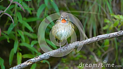 Siberian Rubythroat Stock Photo