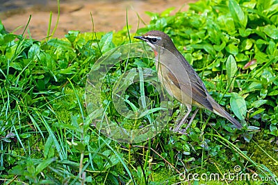 Siberian Rubythroat Stock Photo