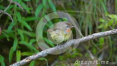 Siberian Rubythroat Stock Photo