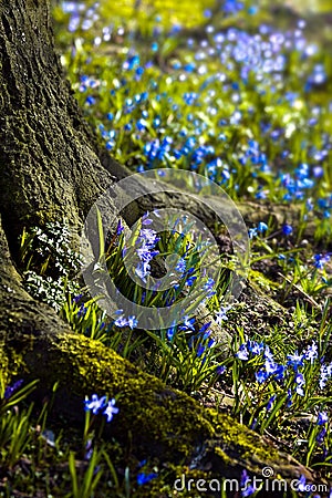 Siberian Squill blooming end of winter Stock Photo