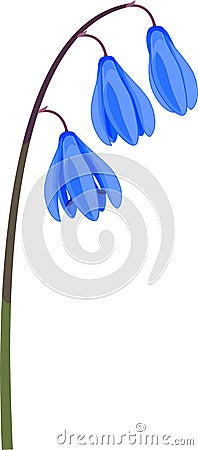 Siberian squill or Scilla siberica plant with blue flowers Vector Illustration