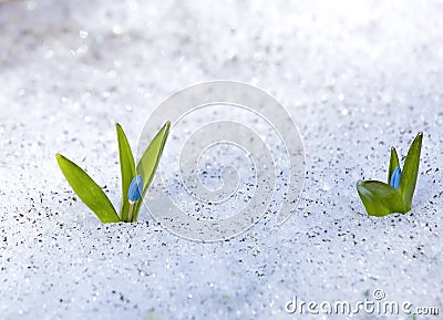 Siberian Squill Scilla siberica blue tender gentle flowers break through the snow in the melting snow in early spring in the Stock Photo