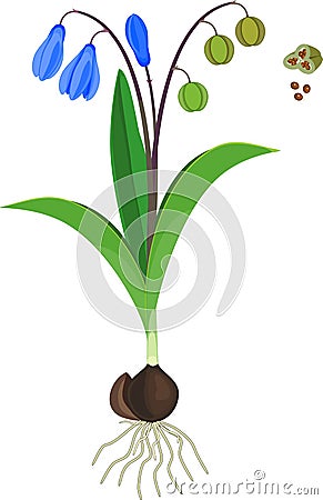 Siberian squill or Scilla siberica plant with green leaves, blue flowers, fruits and root system Stock Photo