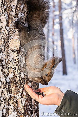 Siberian squirrel eats from a man's hand. squirrel on a tree trunk eats nuts from his hand. Stock Photo