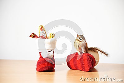 Siberian Squirrel Stock Photo