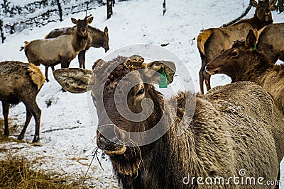 Siberian stag in the enclosure. Altai. Russia. Stock Photo