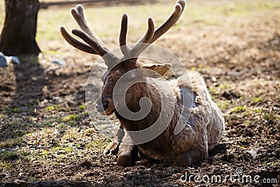 Siberian stag (maral) Stock Photo