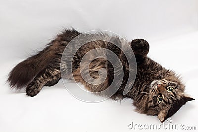 Siberian striped cat lying paws up Stock Photo