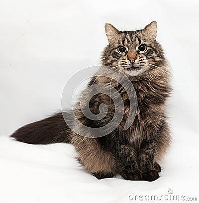 Siberian striped cat sitting on gray Stock Photo