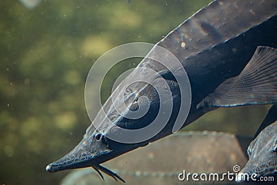 Siberian sturgeon Acipenser baerii. Stock Photo