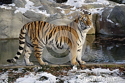 Siberian Tiger Stock Photo