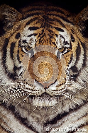 Siberian Tiger Stock Photo