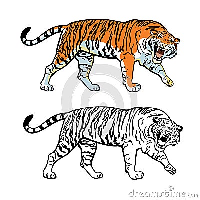 Siberian tiger Vector Illustration