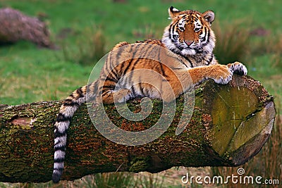 Siberian tiger Stock Photo