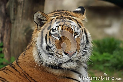 Siberian Tiger, Amur Tiger Stock Photo