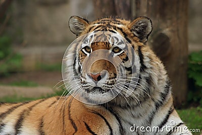 Siberian Tiger, Amur Tiger Stock Photo