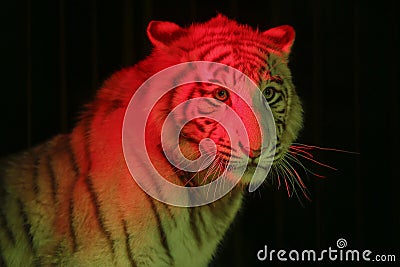 Siberian tiger in a circus under red light Stock Photo