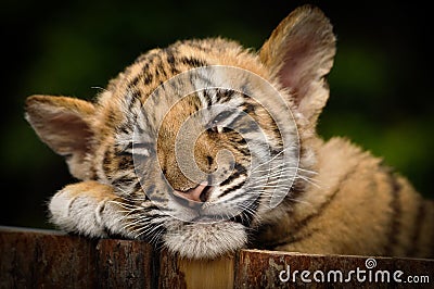 Siberian Tiger Cub (Panthera tigris altaica) Stock Photo