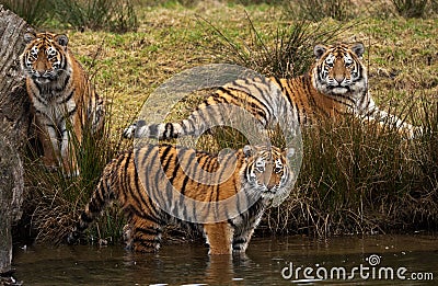 Siberian Tiger cubs Stock Photo