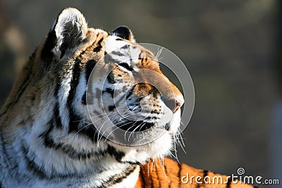 Siberian Tiger Deep in Thought Stock Photo