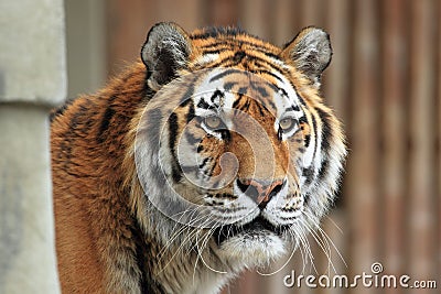 Siberian tiger detail Stock Photo