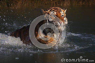 Siberian Tiger diving in frozen water Stock Photo