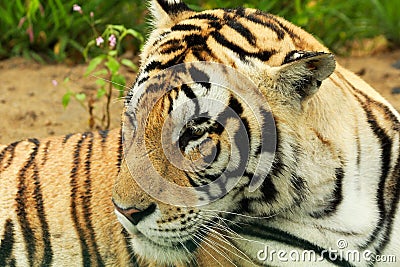 Siberian tiger have a rest Stock Photo