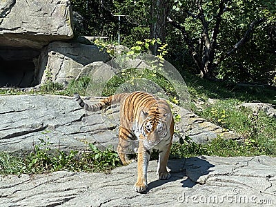 Siberian tiger `Irina` Panthera tigris altaica, Der Sibirische Tiger, Amurtiger, Ussuritiger, Tigre siberiana, dell`Amur, Tigre Stock Photo