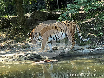 Siberian tiger `Irina` Panthera tigris altaica, Der Sibirische Tiger, Amurtiger, Ussuritiger, Tigre siberiana, dell`Amur, Tigre Stock Photo