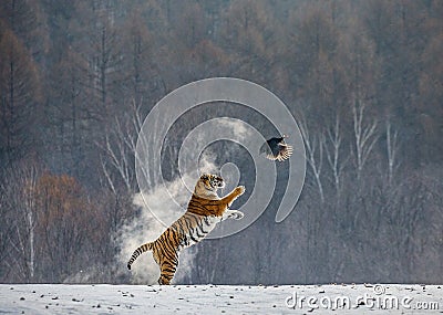 Siberian tiger in a jump catches its prey. Very dynamic shot. China Harbin. Mudanjiang province. Hengdaohezi park. Stock Photo