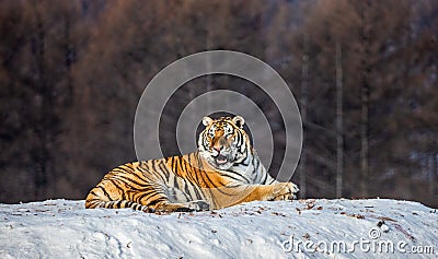 Siberian tiger lies in a snowy glade. China. Harbin. Mudanjiang province. Hengdaohezi park. Stock Photo