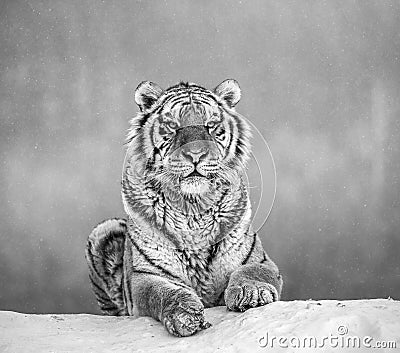 Siberian tiger lying on a snow-covered hill. Portrait against the winter forest. Black and white. China. Stock Photo