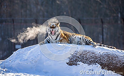 Siberian tiger lying on a snow-covered hill. Portrait against the winter forest. China. Harbin. Mudanjiang province. Stock Photo