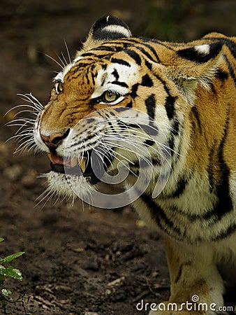 Siberian Tiger ( Panthera tigris altaica ) Stock Photo