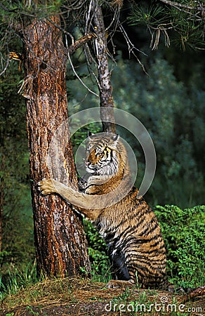 Siberian Tiger, panthera tigris altaica, Adult Clawing Tree Stock Photo