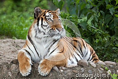Siberian tiger Panthera tigris altaica Stock Photo