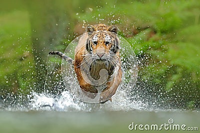 Siberian tiger, Panthera tigris altaica, low angle photo direct face view, running in the water directly at camera with water spla Stock Photo