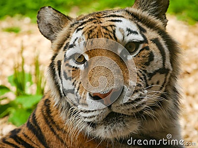 Siberian Tiger / Panthera tigris altaica portrait head and face Stock Photo