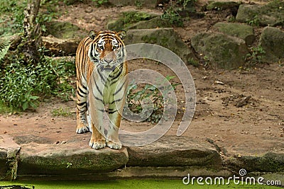 Siberian tiger, Panthera tigris altaica, posing directly in front of the photographer. Stock Photo