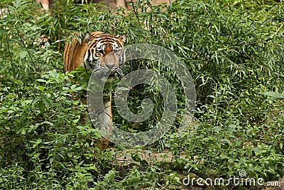 Siberian tiger, Panthera tigris altaica, posing directly in front of the photographer. Stock Photo