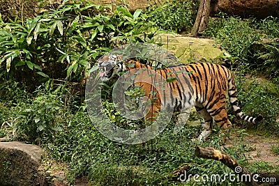 Siberian tiger, Panthera tigris altaica, posing directly in front of the photographer. Stock Photo