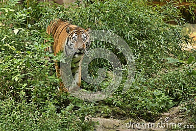 Siberian tiger, Panthera tigris altaica, posing directly in front of the photographer. Stock Photo