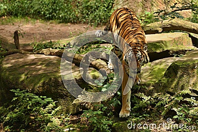 Siberian tiger, Panthera tigris altaica, posing directly in front of the photographer. Stock Photo