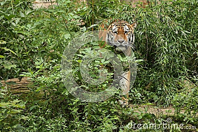 Siberian tiger, Panthera tigris altaica, posing directly in front of the photographer. Stock Photo