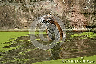 Siberian tiger, Panthera tigris altaica, posing directly in front of the photographer. Stock Photo