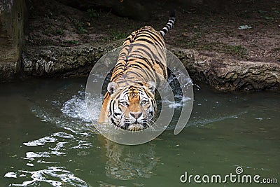 Siberian tiger Panthera tigris altaica Stock Photo