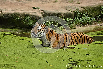 Siberian tiger, Panthera tigris altaica, swimming in the water directly in front of the photographer. Stock Photo