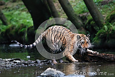 The Siberian tiger Panthera tigris Tigris, or Amur tiger Panthera tigris altaica in the forest walking in a river Stock Photo