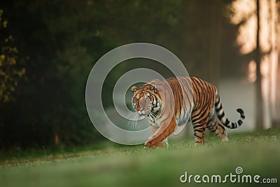 Siberian tiger Panthera tigris tigris very dangerous meeting early in the morning in the woods Stock Photo